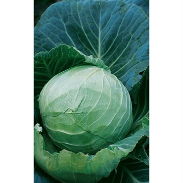 CABBAGE, DANISH BALHEAD 1/2 OZ EACH