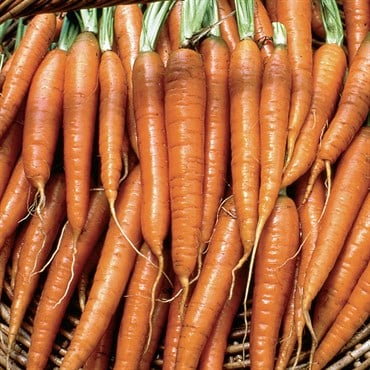 Carrot, Tendersweet - 1/2oz
