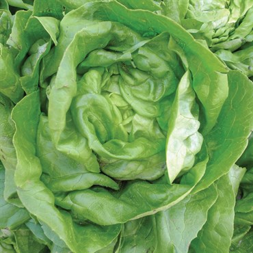 LETTUCE, BIBB - 1/2 OZ EACH