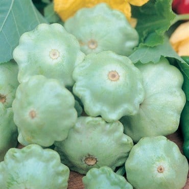 SQUASH, BEN GREEN TINT 1/2 OZ EACH