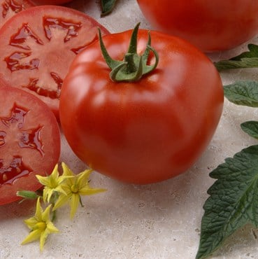Tomato, Better Boy Untreated - 5,000 Sd Ct
