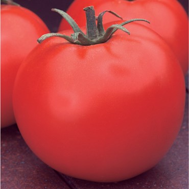 Tomato, Celebrity Untreated - 500 Sd Ct