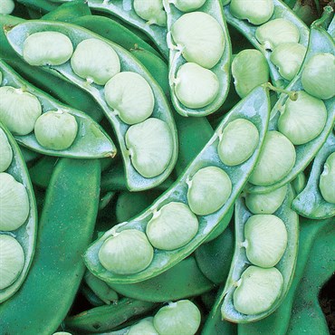 Limas, Willow Leaf Pole - 1lb