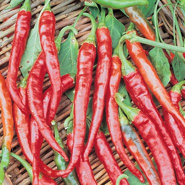 Peppers, Cayenne Long Red Thin - 10,000 Seed Count