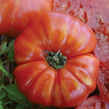 Tomato, Beefsteak - 5,000 Seed Count