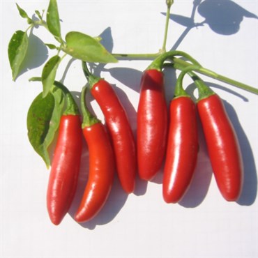Peppers, Serrano Tampiqueno - 5,000 Seed Count