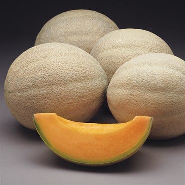 Cantaloupe , Athena Hyb Trtd - 500 Sd Ct