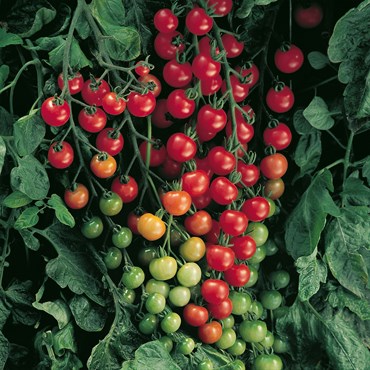 Tomato, Super Sweet 100 - 500 Seed Count