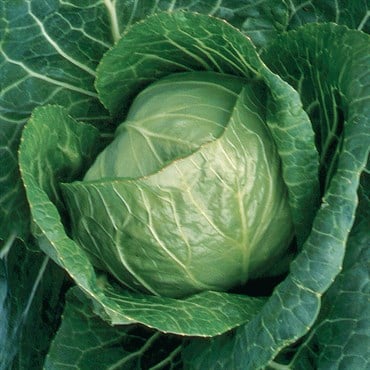 Cabbage, Early Jersey Wakefield 1,000 Seed Count
