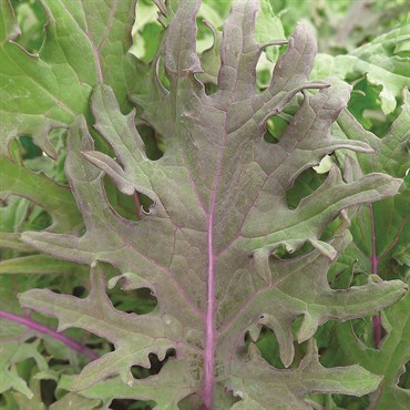 Kale, Red Russian - 1,000 Seed Count