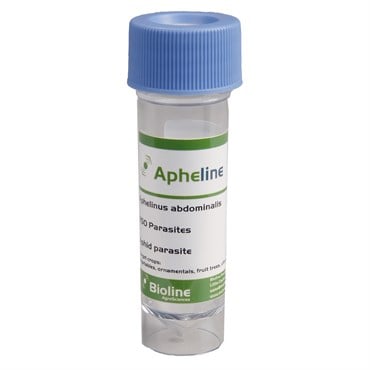 Aphelinus abdominalis 250/vial ( Aphids )