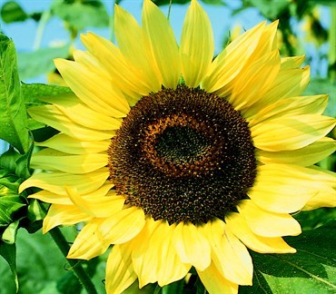 Sunflower, Lemon Queen - 1/2 lb