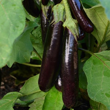 Eggplant, Hansel - 1,000 Seed Count