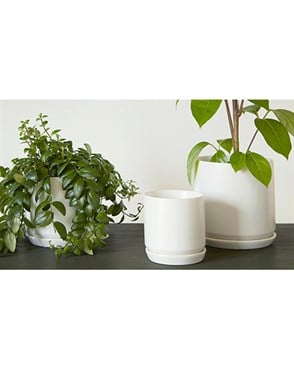 Palm Spring 7"x6.5" Cylinder with As Mwh