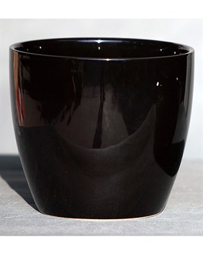 Palm Spring 6.5" Pc Lily Cache GBK