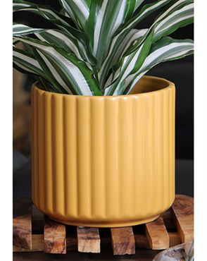 Palm Spring 5.5" Brush Comb Mst Planter