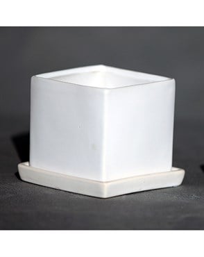 Palm Spring 4.5" Cube Pot with Ds Mwh