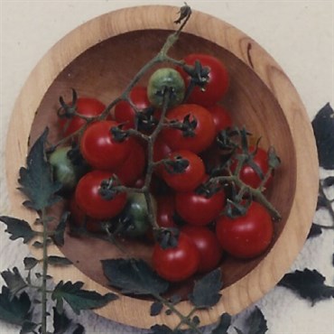 Tomato, Tommy Toe - 500 Seed Count