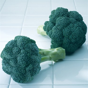 Broccoli, Diplomat Treated - 10,000 Seed Count
