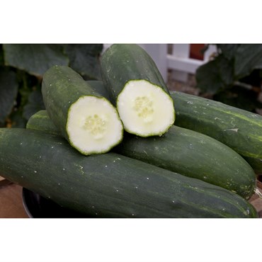 Cucumber, Peticue (patio) - 1000 Seed Count