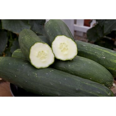 Cucumber, Peticue (patio) - 5000 Seed Count