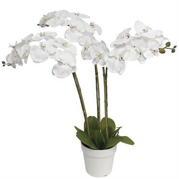Algreen 29" Triple Orchid