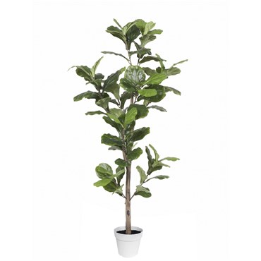 Algreen 70" Ficus