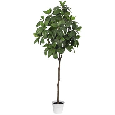 Algreen 74" Magnolia