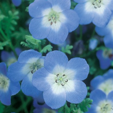 Nemophila, Baby Blue Eyes oz