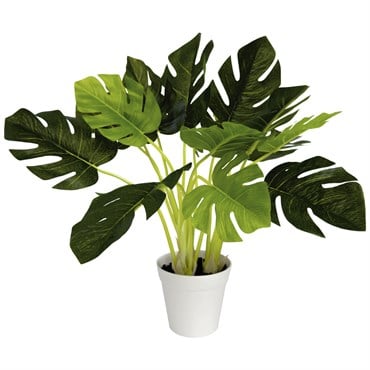 Algreen 19" Monstera