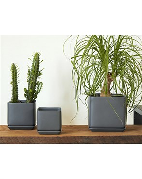 Palm Spring 4.5"x4" Cube with As Mcg