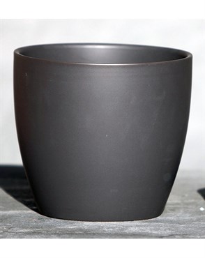Palm Spring 8.5" Pc Lily Cache MCG