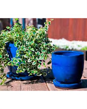 Verandah 7" Fbl Maui Pot