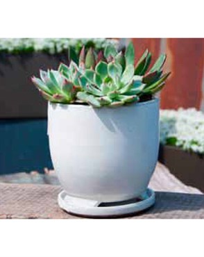 Verandah 7" Wsp Maui Pot