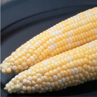 CORN, AMBROSIA 25