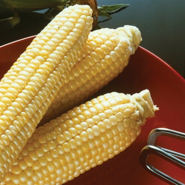 Corn, Sugar Buns Sweet - 1lb