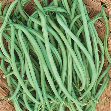 Beans, Slenderette Bush - 25lb