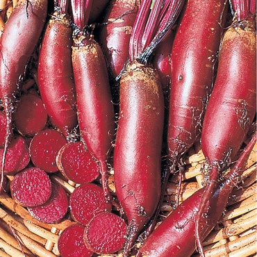 Beets, Cylindra - 1/2oz