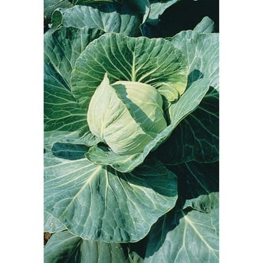 CABBAGE, LATE FLAT DUTC 1/2 OZ EACH