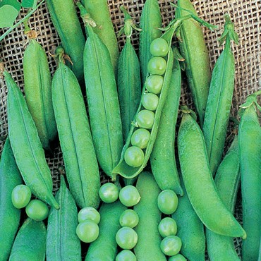 Peas, Lincoln Treated - 50lb