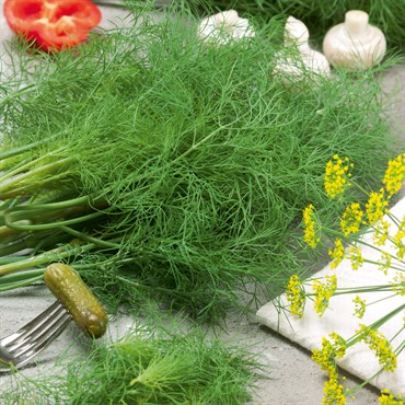 Dill, Fernleaf 1 oz