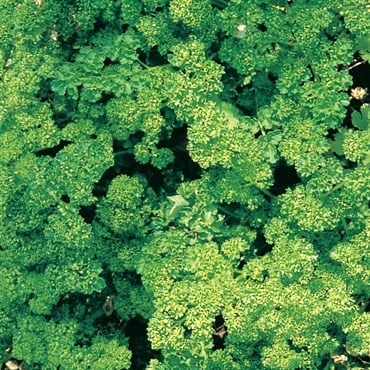 Parsley, Triple Curled 1 oz