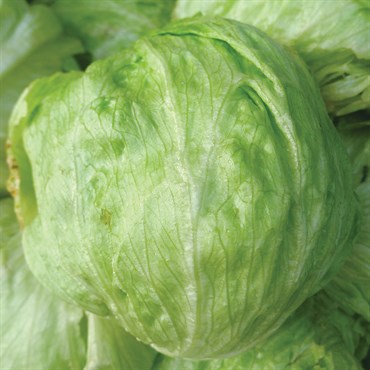 LETTUCE, ICEBERG - 1/2 OZ EACH