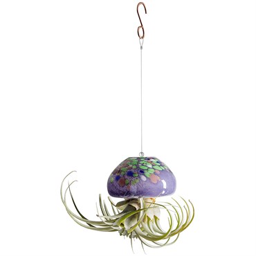 APM Air Plant Jellyfish Large Mix Purple