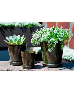 Verandah 5.5" Lilac Size A Tgn