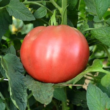 Tomato, Cherokee Purple - 10,000 Seed Count