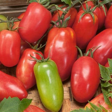 Tomato, Amish Paste - 10,000 Seed Count