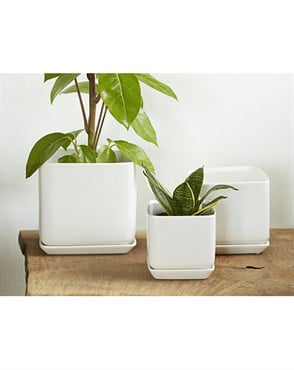 Palm Spring 7"x7.5" Cube with As Mwh