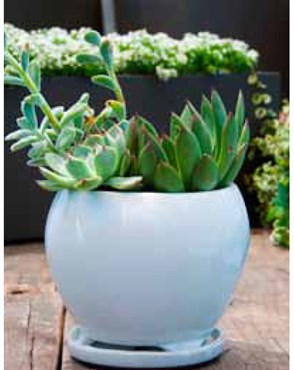 Verandah 6" Gerberba Sz B Wsp