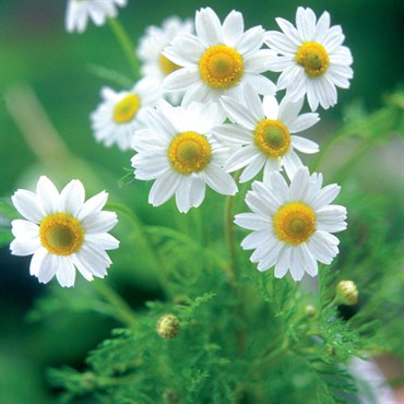 CHAMOMILE, ANNUAL/GERMAN 1/4OZ EACH